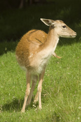 Deer on grass in meadow - portrait orientation