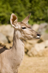 Greater Kudu (tragelaphus strepsiceros)  - portrait orientation
