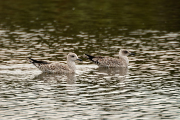 jeunes goelands sur l'eau