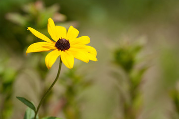 Yellow flower on blurry background. Shallow DOF.