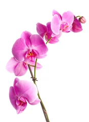 Fotobehang Orchidee roze bloemen orchidee op een witte achtergrond