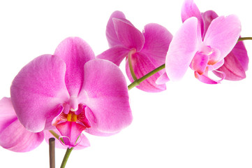 Naklejka na ściany i meble pink flowers orchid on a white background