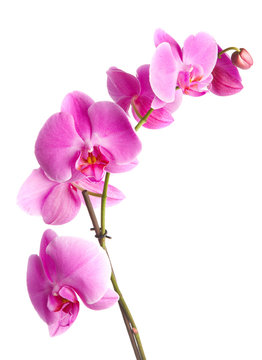  pink flowers orchid on a white background