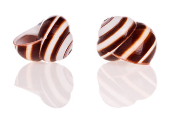 Seashells isolated on white background