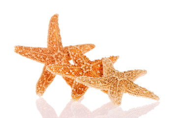 Starfish isolated on white background