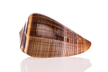 Seashell isolated on white background