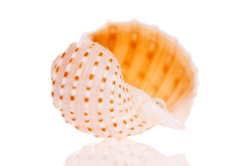 Seashell isolated on white background