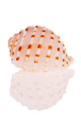 Seashell isolated on white background