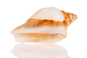 Seashell isolated on white background