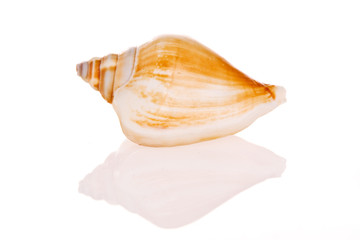 Seashell isolated on white background