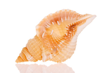 Seashell isolated on white background