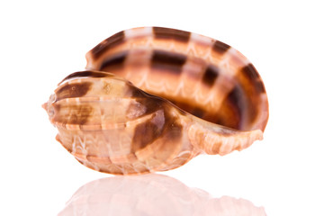 Seashell isolated on white background