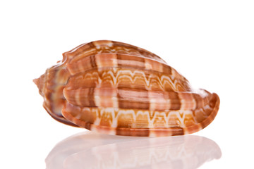 Seashell isolated on white background