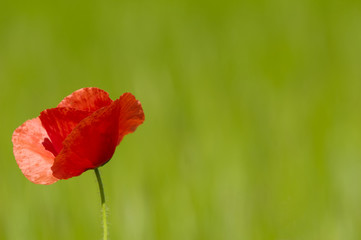 Obraz premium Red poppy and corn filed