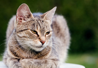 Fototapeta premium Cat
