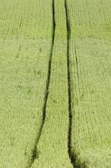Track from a tractor in a corn field
