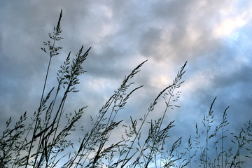 Grass silhouette against a blue sky background.