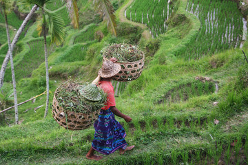 Bali Padi Field