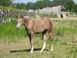 Cavallo