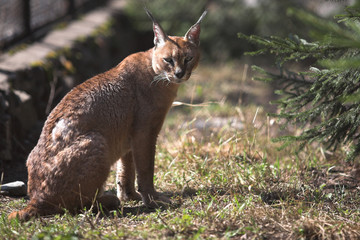 Young caracal sitting in the zoo cage
