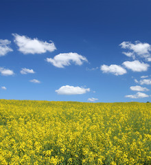 Obraz premium bright yellow canola field against cumulus clouds