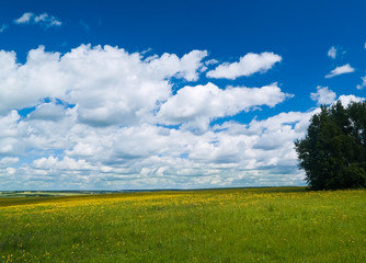 Fototapeta na wymiar summer landscape with yellow flowers meadow and bright blue sky