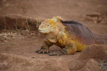Farbenfroher Leguan auf den Galapagos