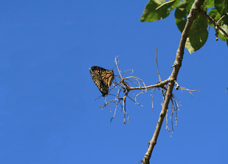 Mating Monarchs