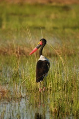 Okavango saddlebilled stork