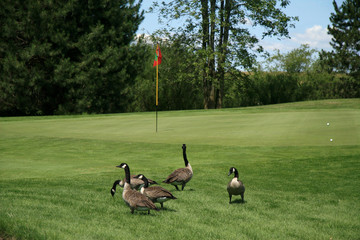 Golfing geese