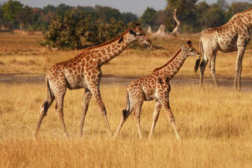 Naklejka na ściany i meble Okavango giraffes
