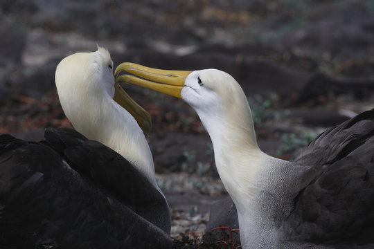Albatrossp&auml;rchen