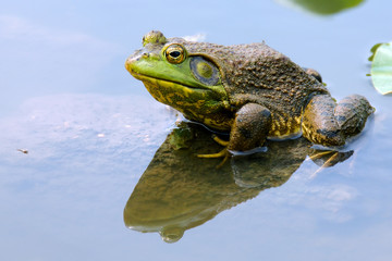 Frog resting in shallow water.