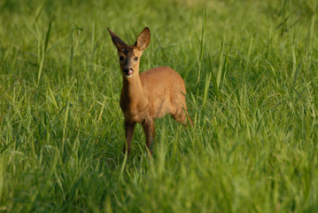 jeune chevreuil dans l'herbe verte