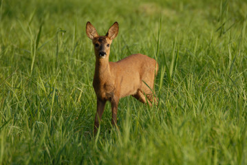 jeune chevreuil dans l'herbe verte