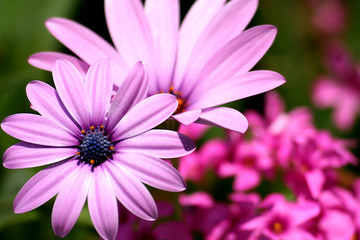 Obraz premium fleurs gerbera pétales rosée nature