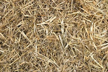 Close-up of hay.