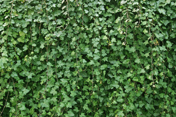 Wall of ivy.