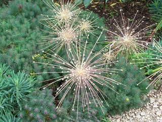 Allium Seedhead