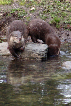 Otter