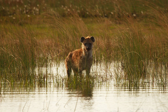 Hyaena crossing an Okavango channel