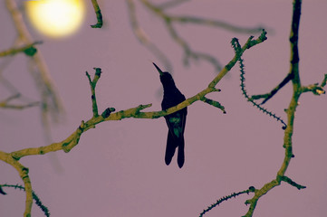 Kolibri