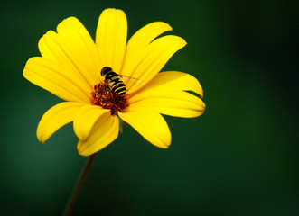 Bumble Bee Flower