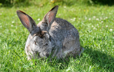 rabbit in grass