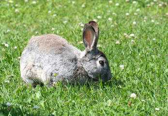 rabbit in grass