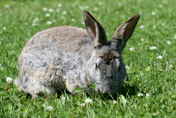 rabbit in grass