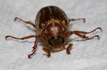 June Beetle