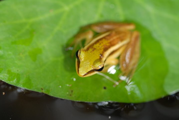 small frog resting in the gardens