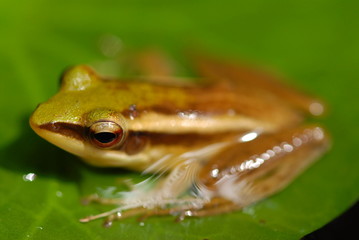 small frog resting in the gardens