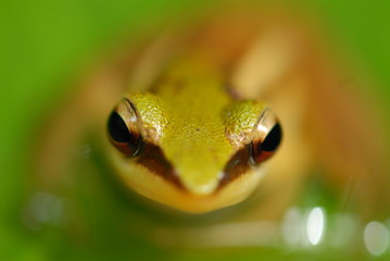 small frog resting in the gardens